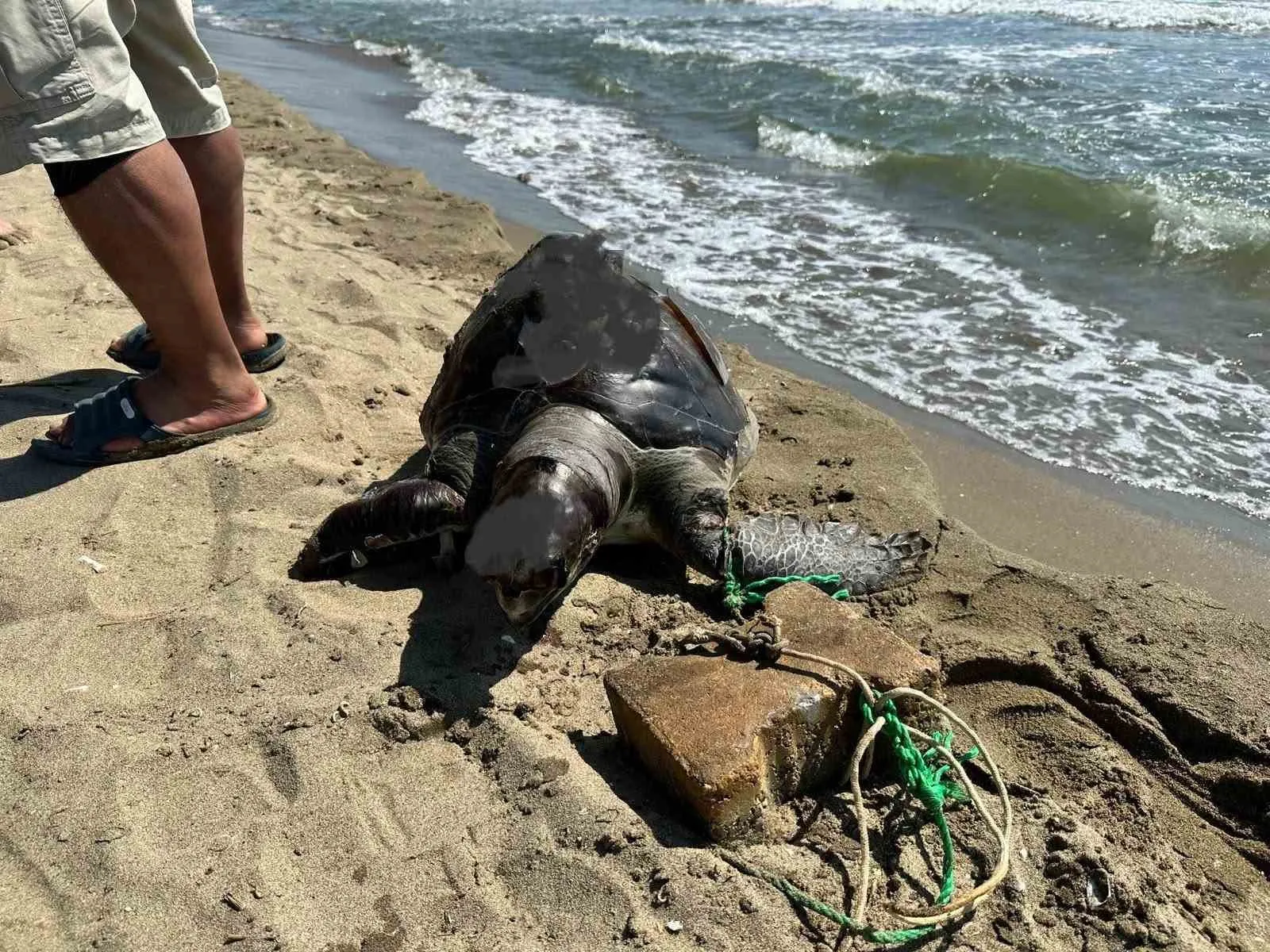 Denizlerde vicdansızlık kol geziyor: Bir caretta caretta daha taş bağlanarak ölüme terk edildi