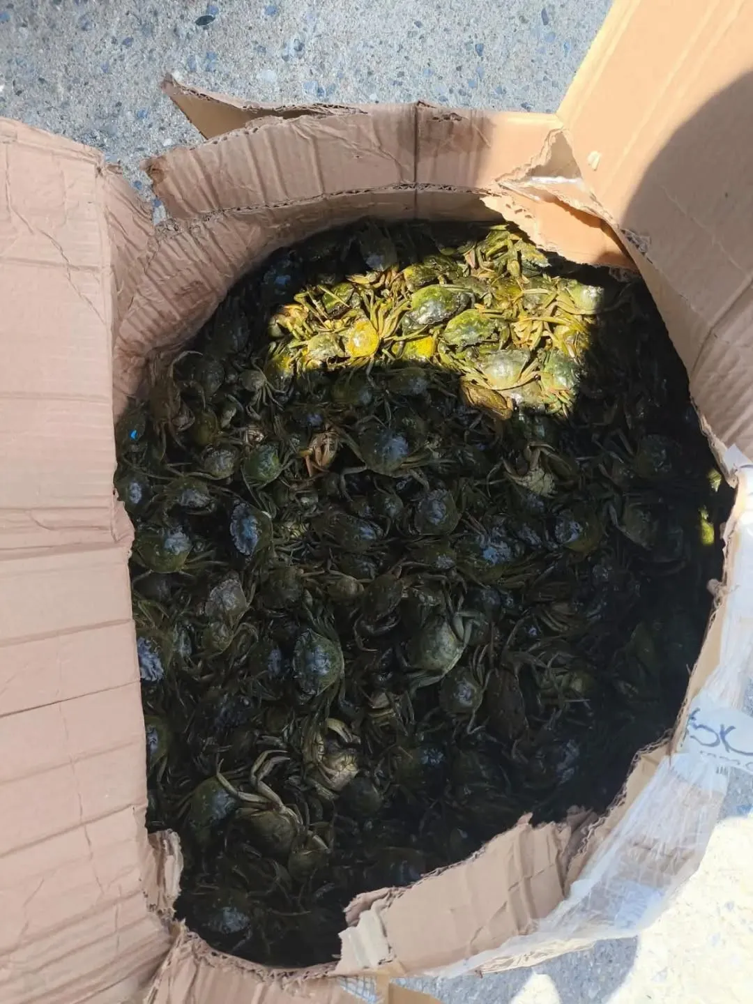 Söke’de kaçak yengeç operasyonu: Binlerce canlı doğaya geri döndü