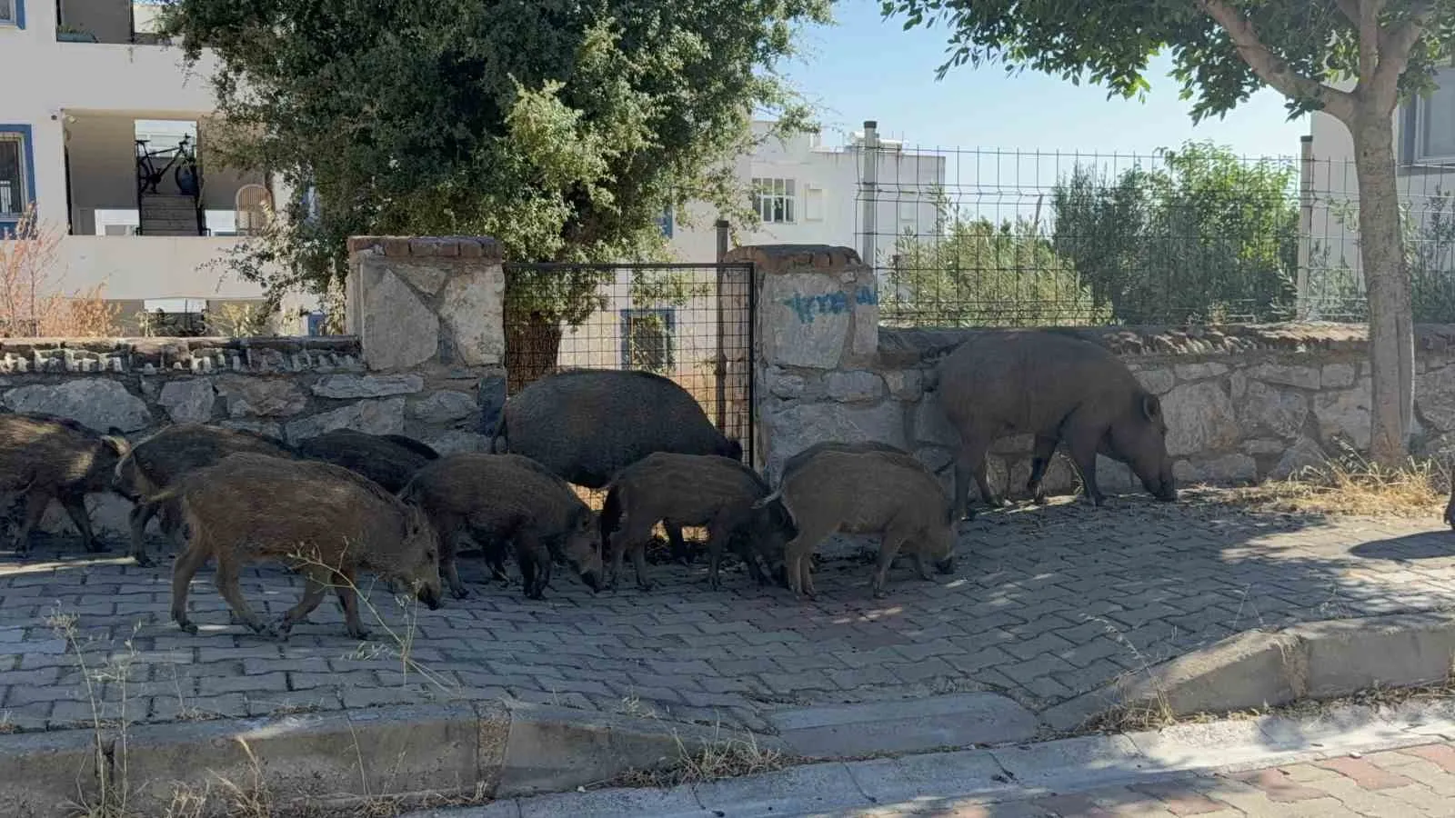 Bodrum’da şaşkına çeviren görüntü: Domuz sürüsü caddeye indi