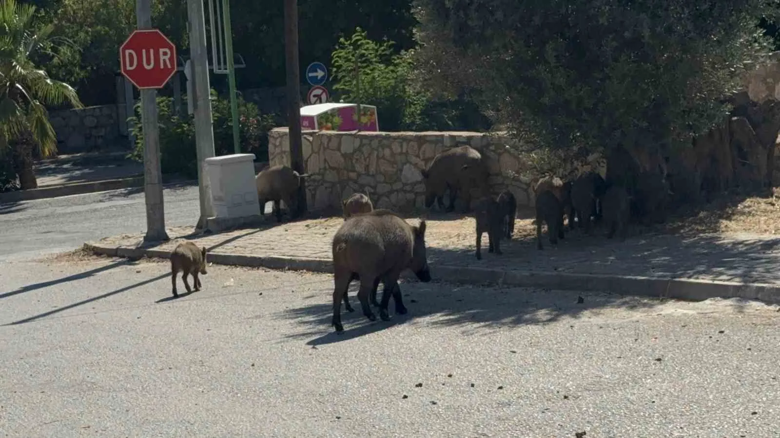 Bodrum’da şaşkına çeviren görüntü: Domuz sürüsü caddeye indi