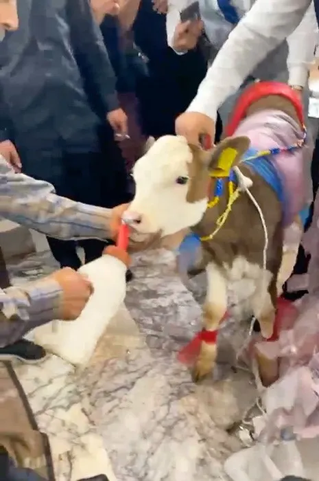 Manisa'da düğün salonunda şaşkınlık: Takı yerine canlı hediye