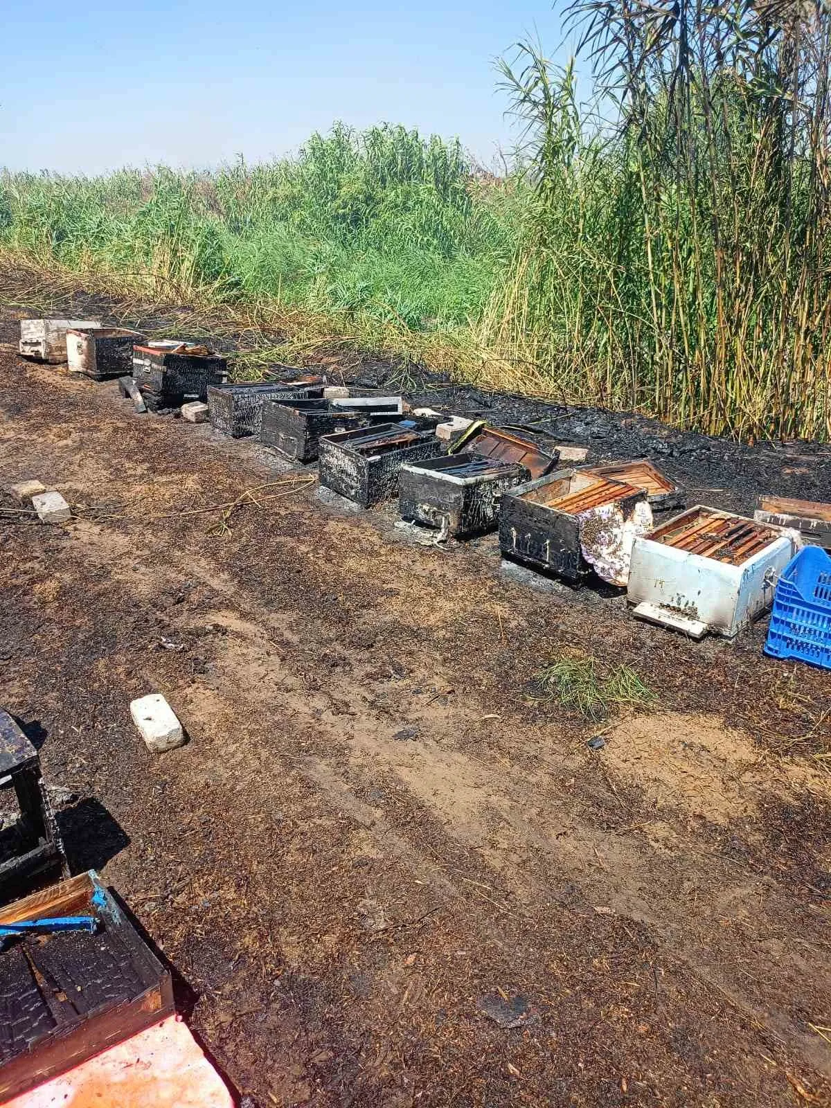 Aydın'da arıcıların kabusu: 20 kovan alevlere teslim oldu