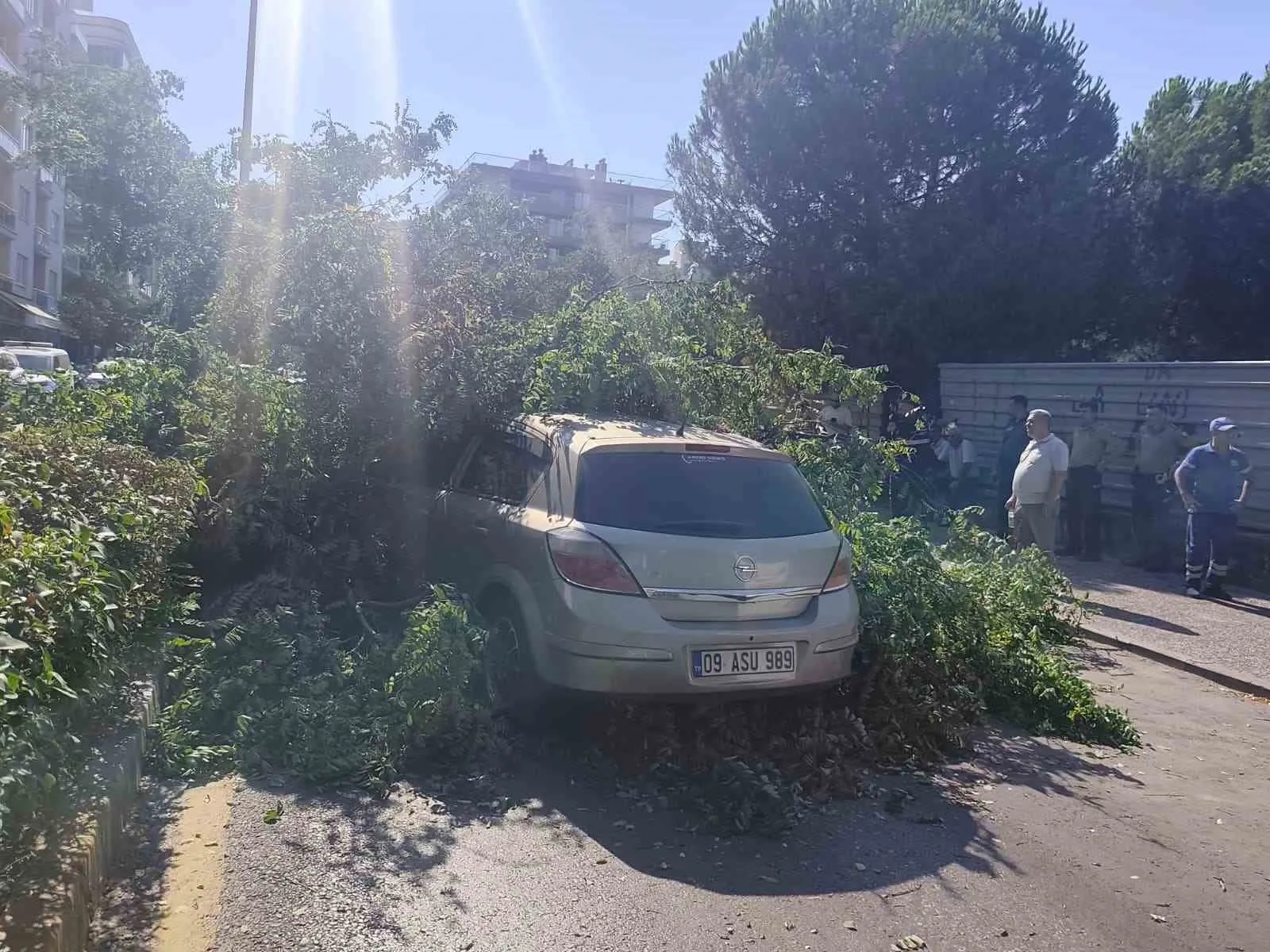 Aydın'da korku dolu anlar: Seyir halindeki aracın üzerine devrilen ağaç faciaya davetiye çıkardı