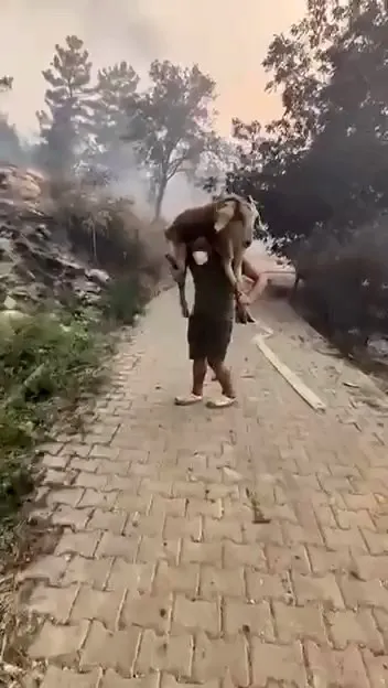 Alevlerin arasından can dostuna siper oldu: Sırtında taşıyarak kurtardı