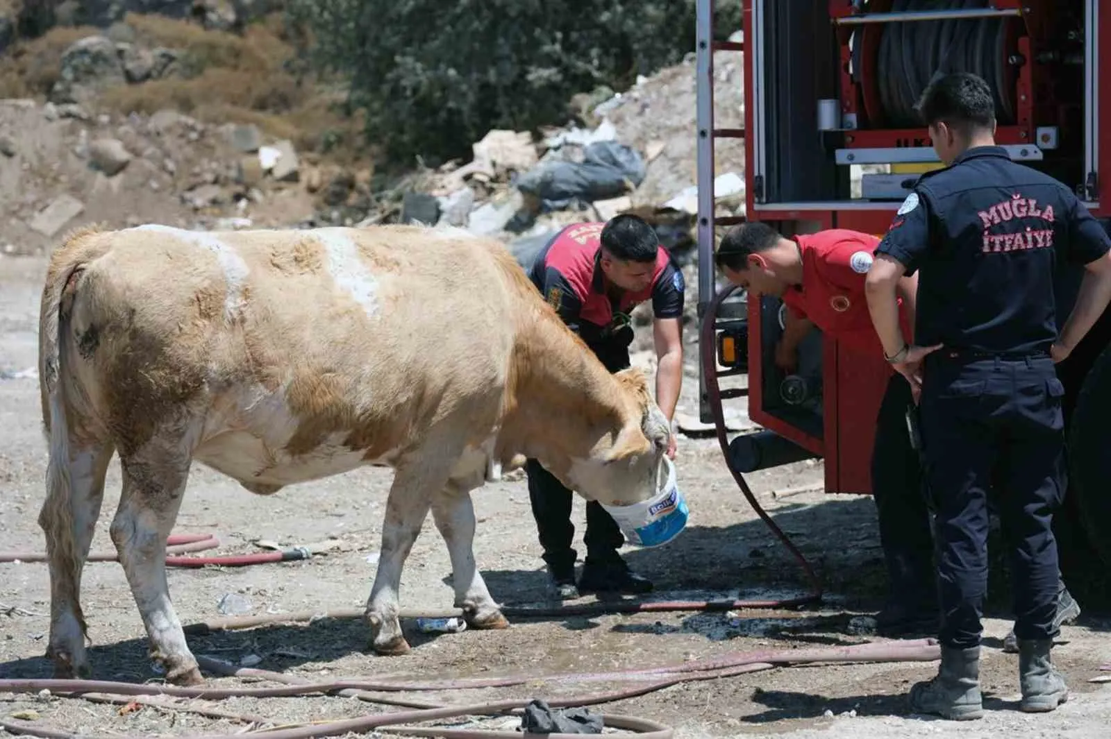 Bodrum'daki yangın alanında yürek ısıtan anlar: İtfaiyeciler susuz kalan hayvanların imdadına yetişti