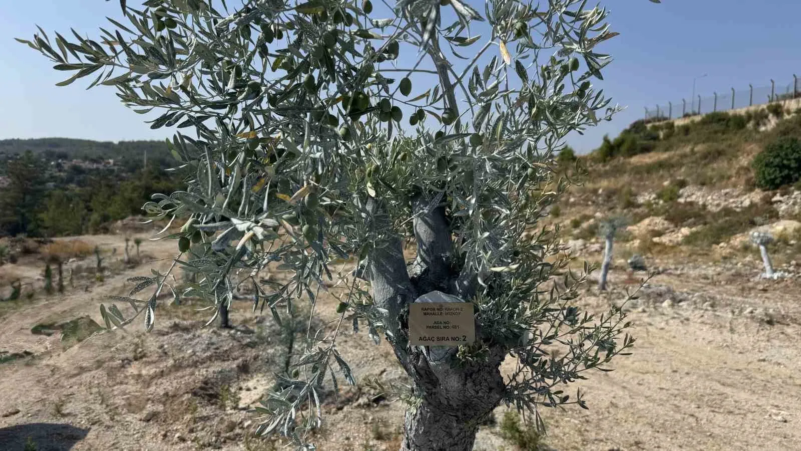 Milas'ta zeytin ağaçlarına "bilimsel dokunuş": Bir yılda meyveye durdular