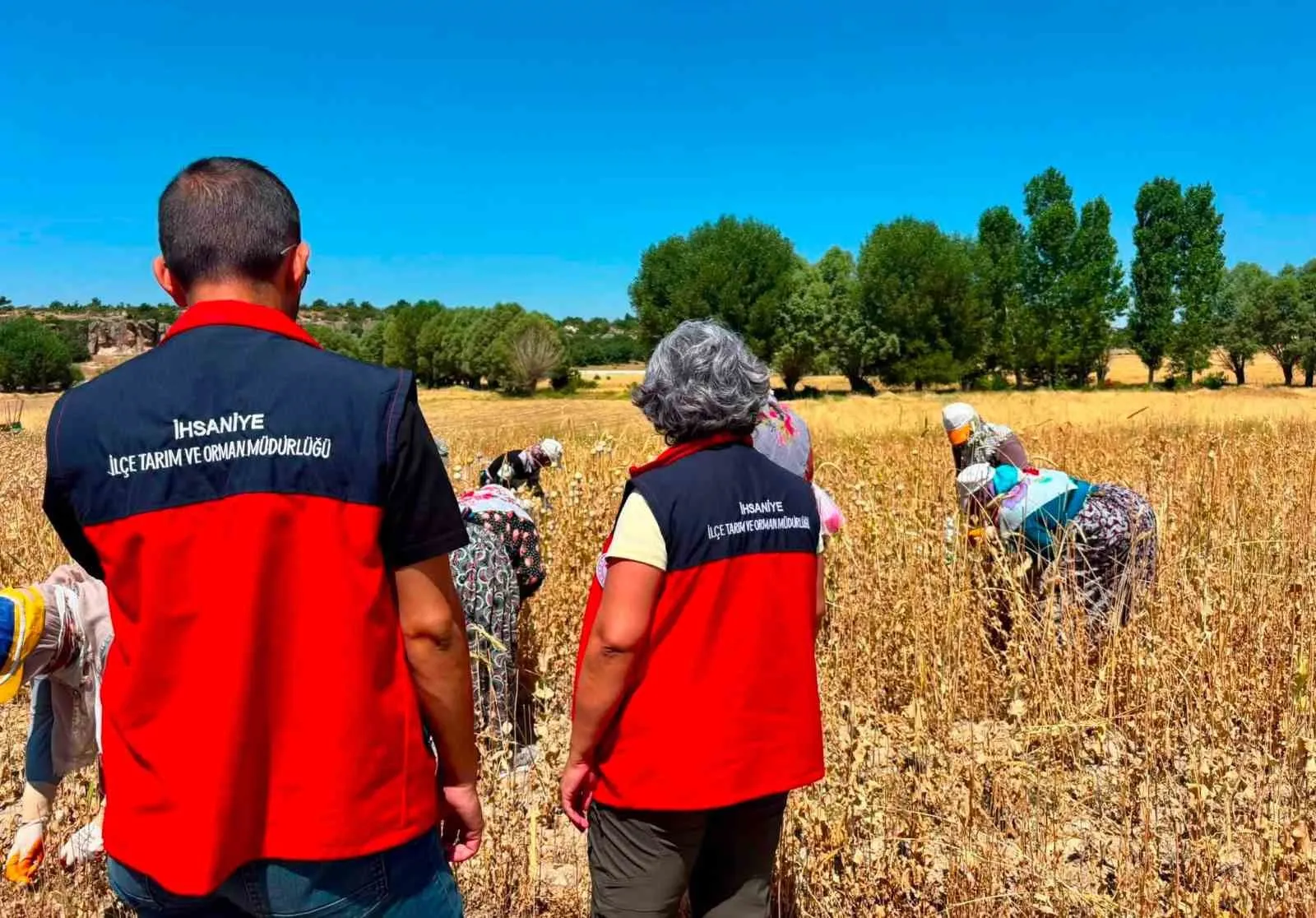 Afyonkarahisar’da bereketli hasat: Haşhaş tarlalarında yüzler gülüyor