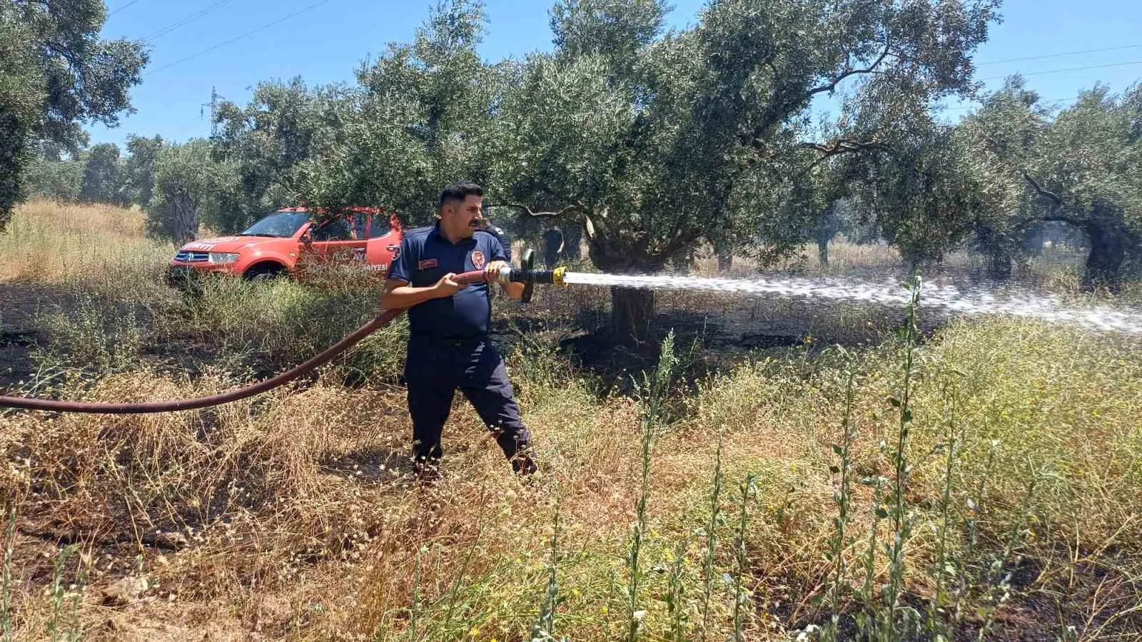 Efeler'de zeytinlikte korkutan yangın: Ot biçerken faciaya davetiye çıkardı
