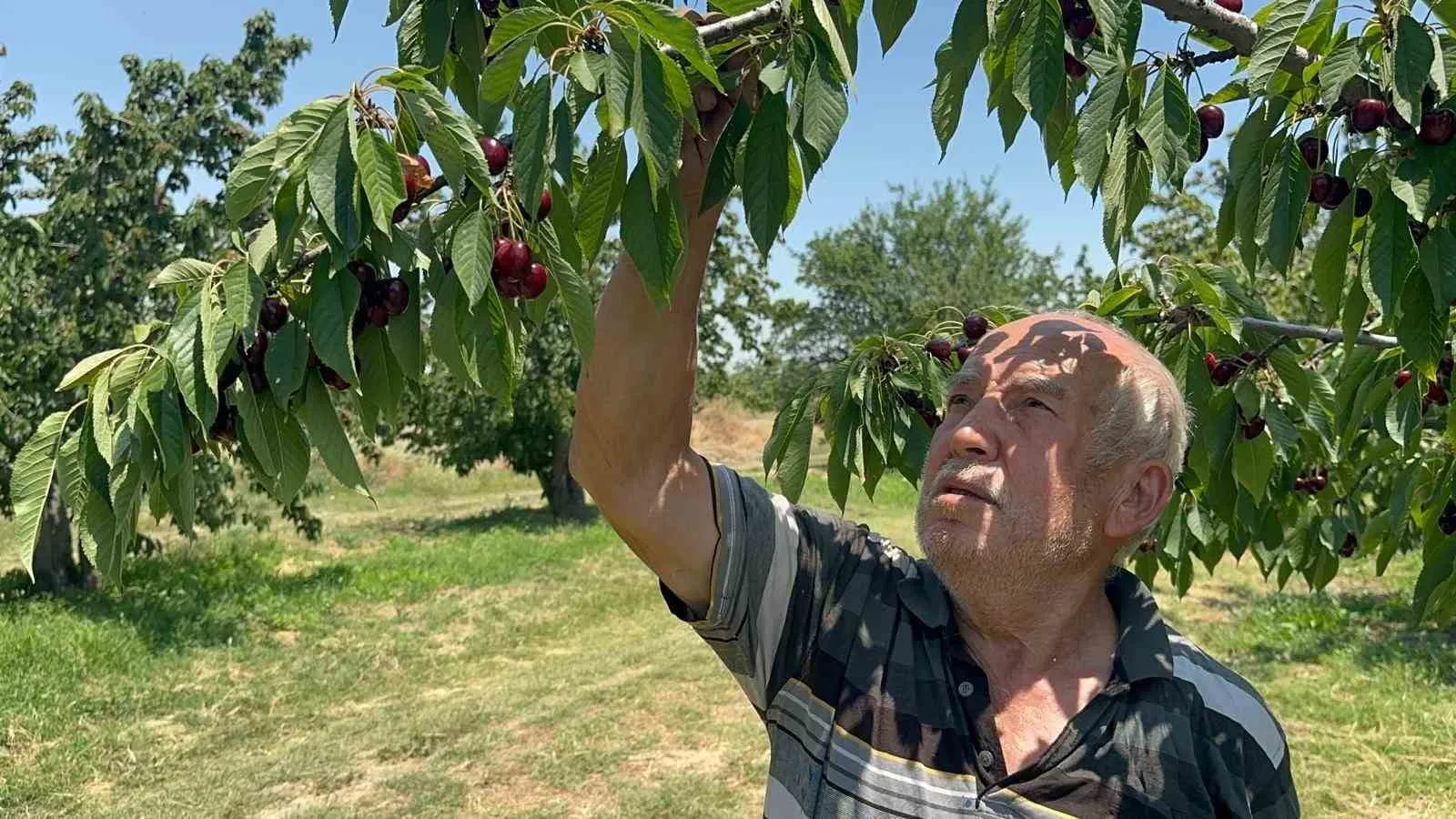 Kiraz bahçelerinde çifte duygu: Rekor üretim geldi ama kalite beklentiyi karşılamadı