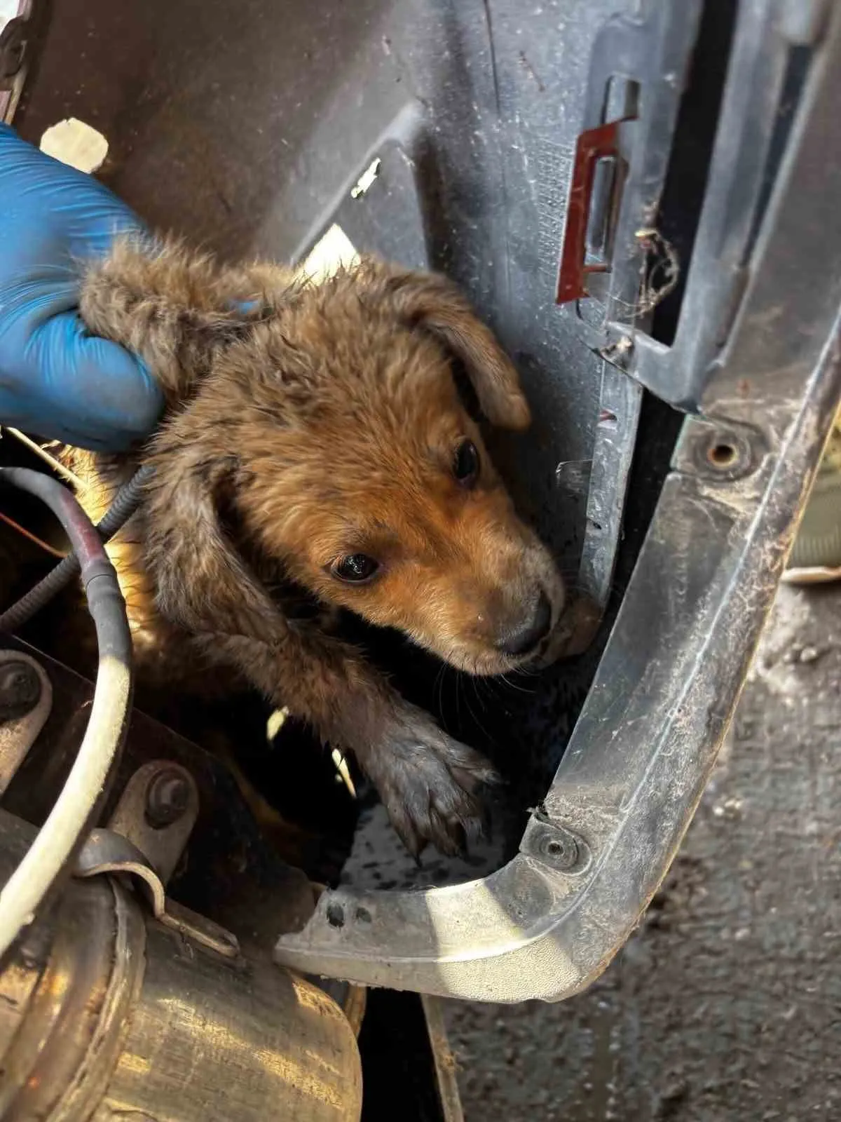 Söke'de korku dolu anlar: Aracın tamponuna giren yavru köpek için seferber oldular