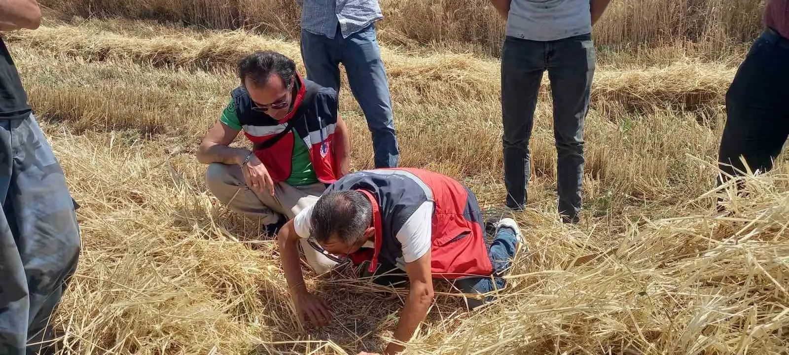 Tavşanlı ovasında hasat mesaisi: Biçerdöverlerde sıkı denetim dönemi