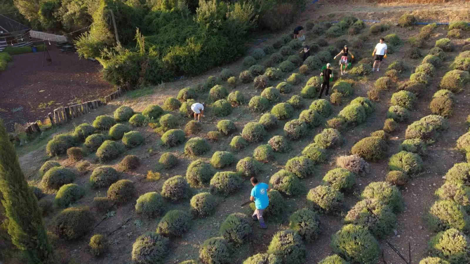 Bodrum'un bereketli topraklarında gençlik rüzgarı: Lavanta kokulu sabahlar