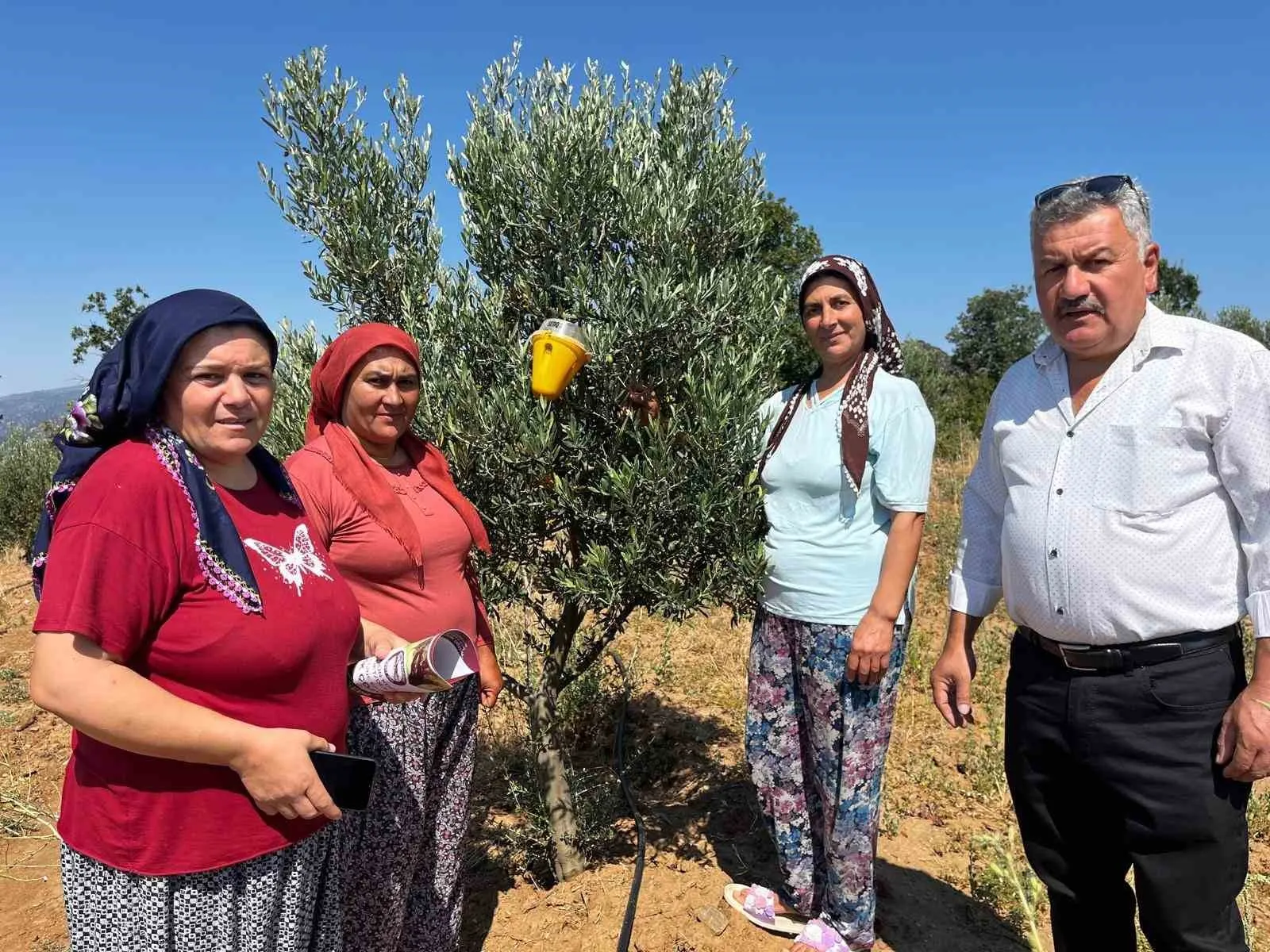Buldanlı üretici kimyasala veda ediyor: Zeytin bahçelerinde ekolojik dönem
