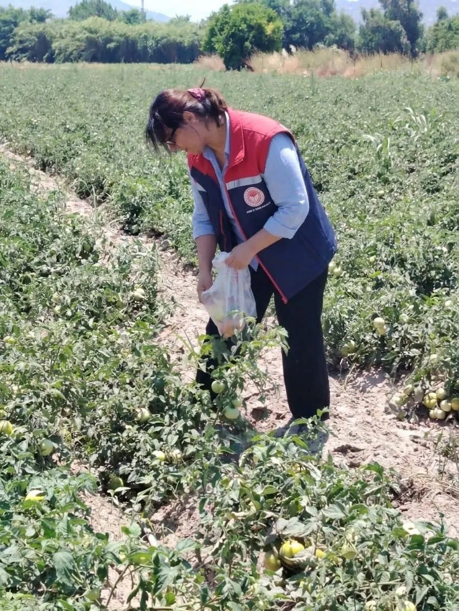 Söke ovasında sofralara giden yol denetimden geçiyor: Domateslerde sıkı takip