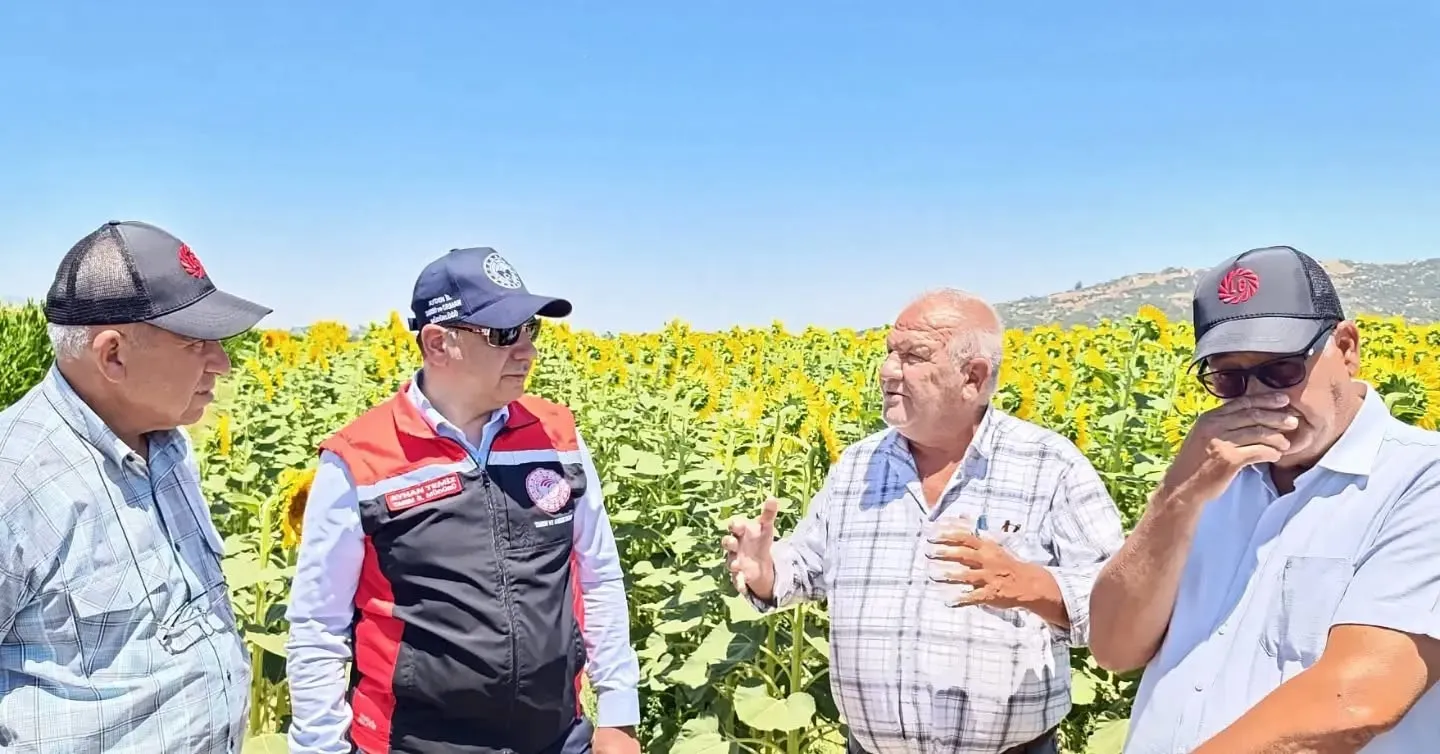 Söke tarlaları sarıya boyandı: Aydın'ın ayçiçeği üretiminde dev pay