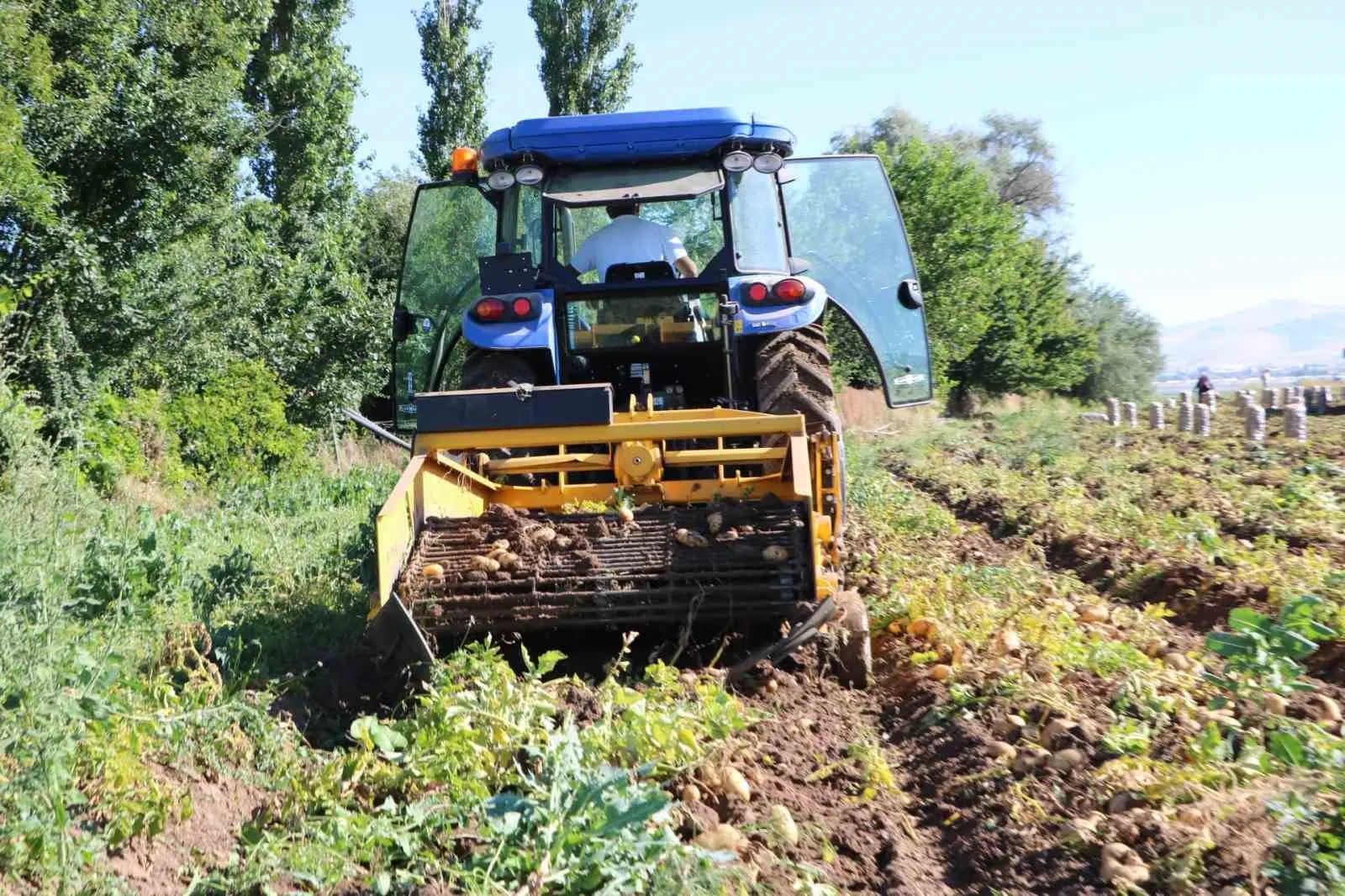 Sandıklı'da toprak altın değerinde: Patates üreticisi bu sezon çifte bayram yaşıyor