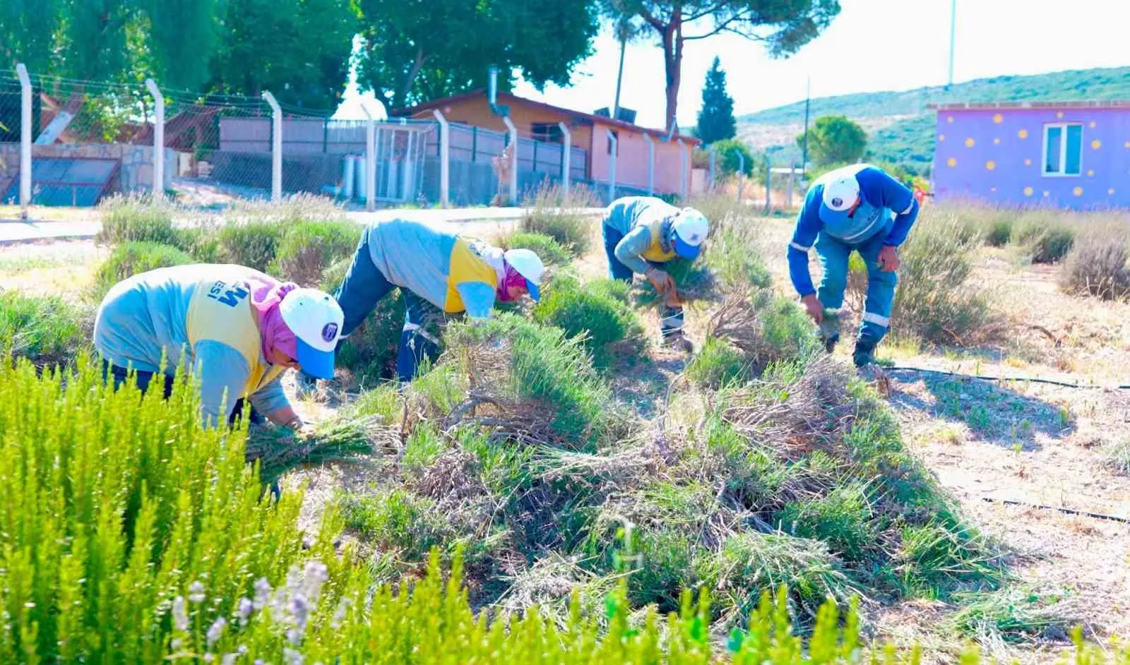 Didim'de mor hasat dönemi: Toprağın bereketi ekonomiye kazandırılıyor