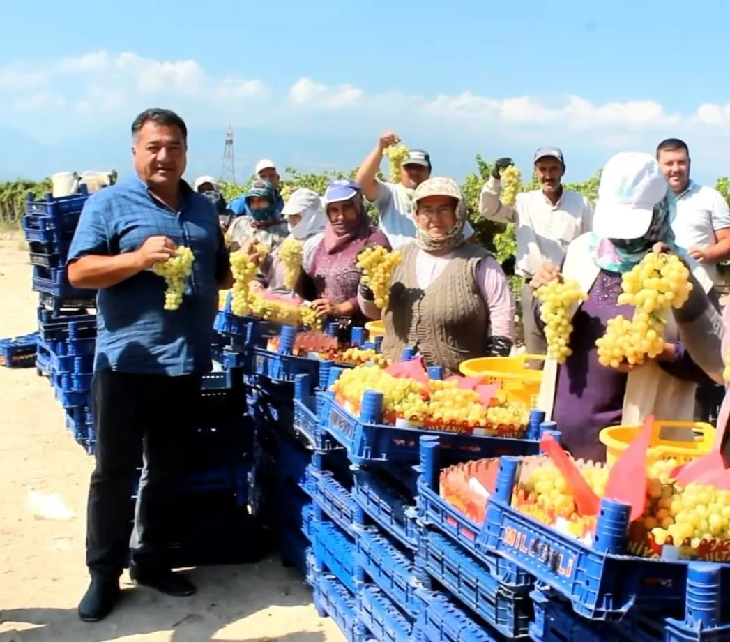 Alaşehir bağlarında hasat heyecanı: İhracat tırları yola çıkmaya hazır
