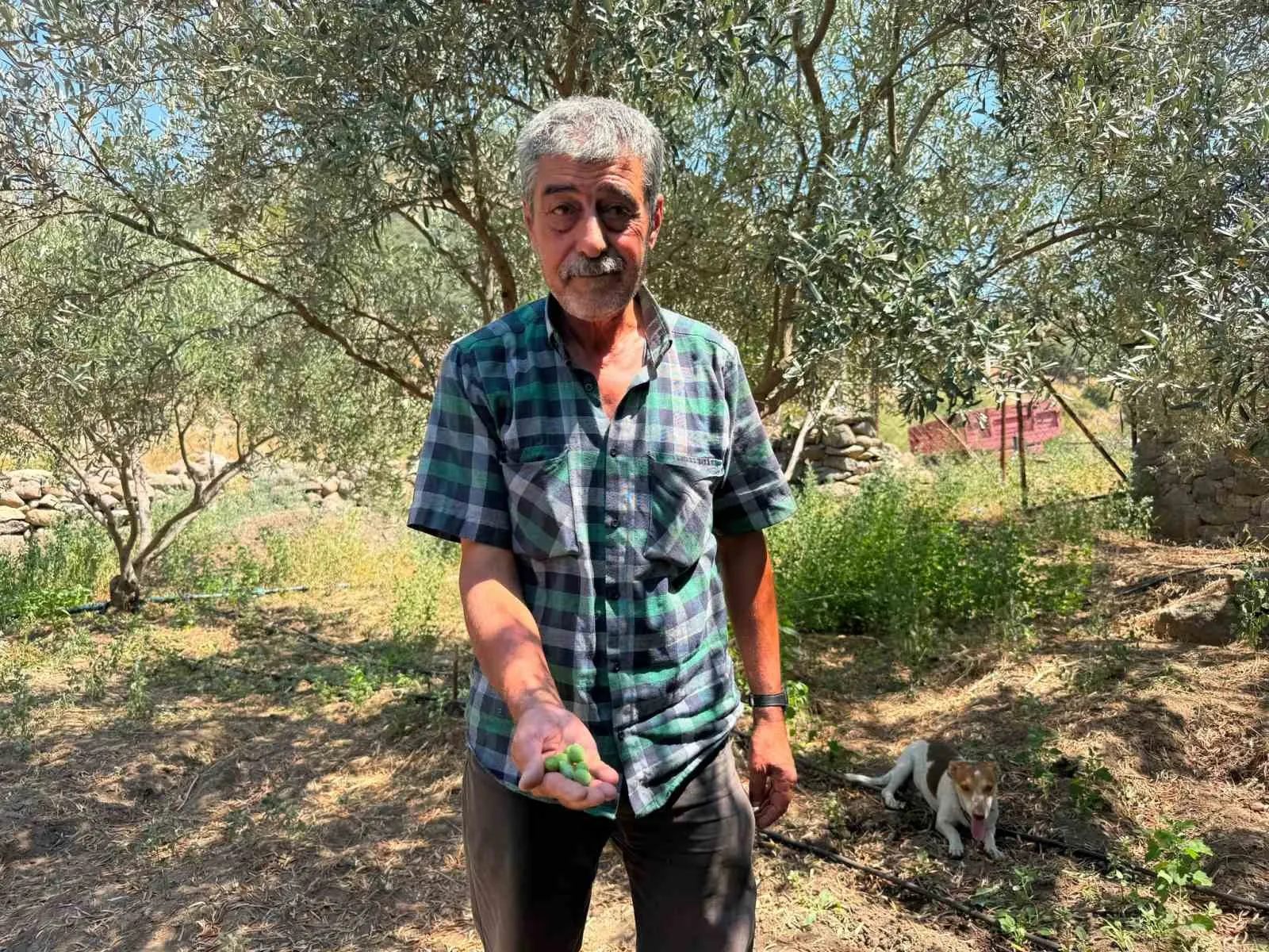 Menemen’de asırlık çile bitti: Ayvacık köyü suya kavuştu