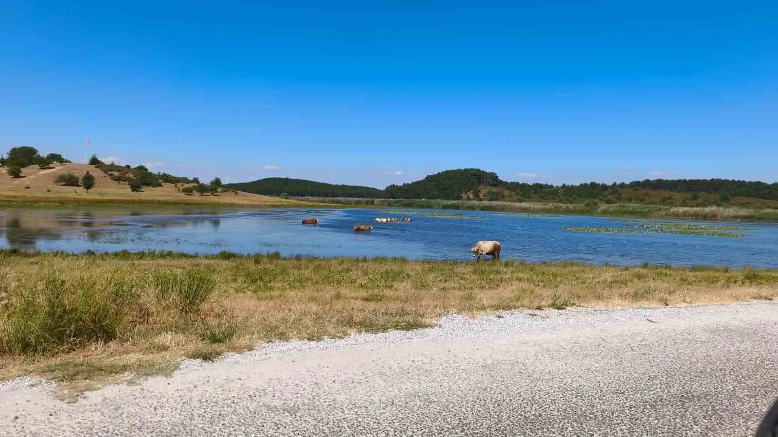 Termometreler yükselince çareyi gölde buldular: Yayla Gölü’nde ilginç görüntüler