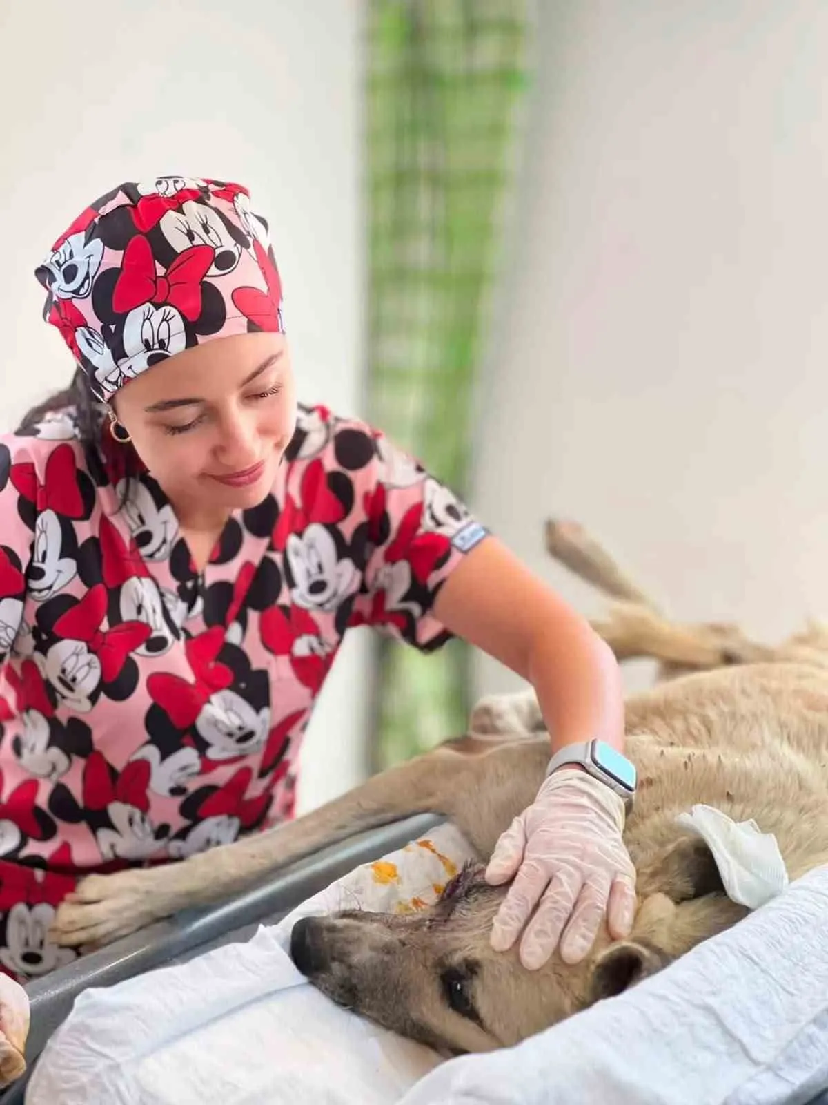 Ölümden döndü: Sarıgöl'de yaralı köpeğe belediye şefkati