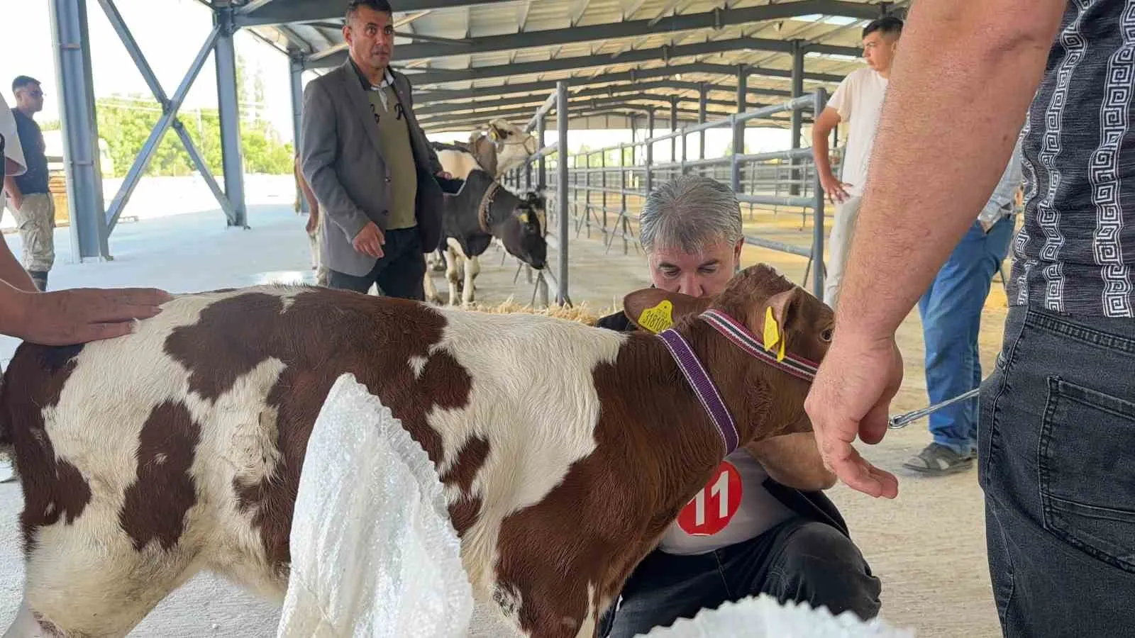 Bolvadin’in minik şampiyonu podyumda: 40 günlük buzağı herkesi kendine hayran bıraktı