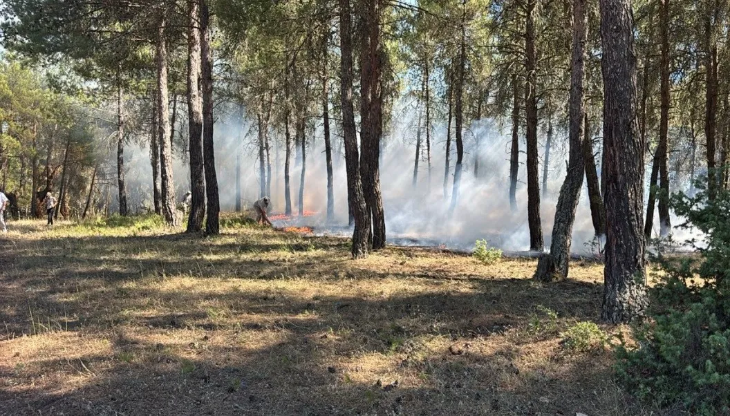 Tavşanlı'da ormanlık alanda korkutan dumanlar: Ekipler felaketi önledi