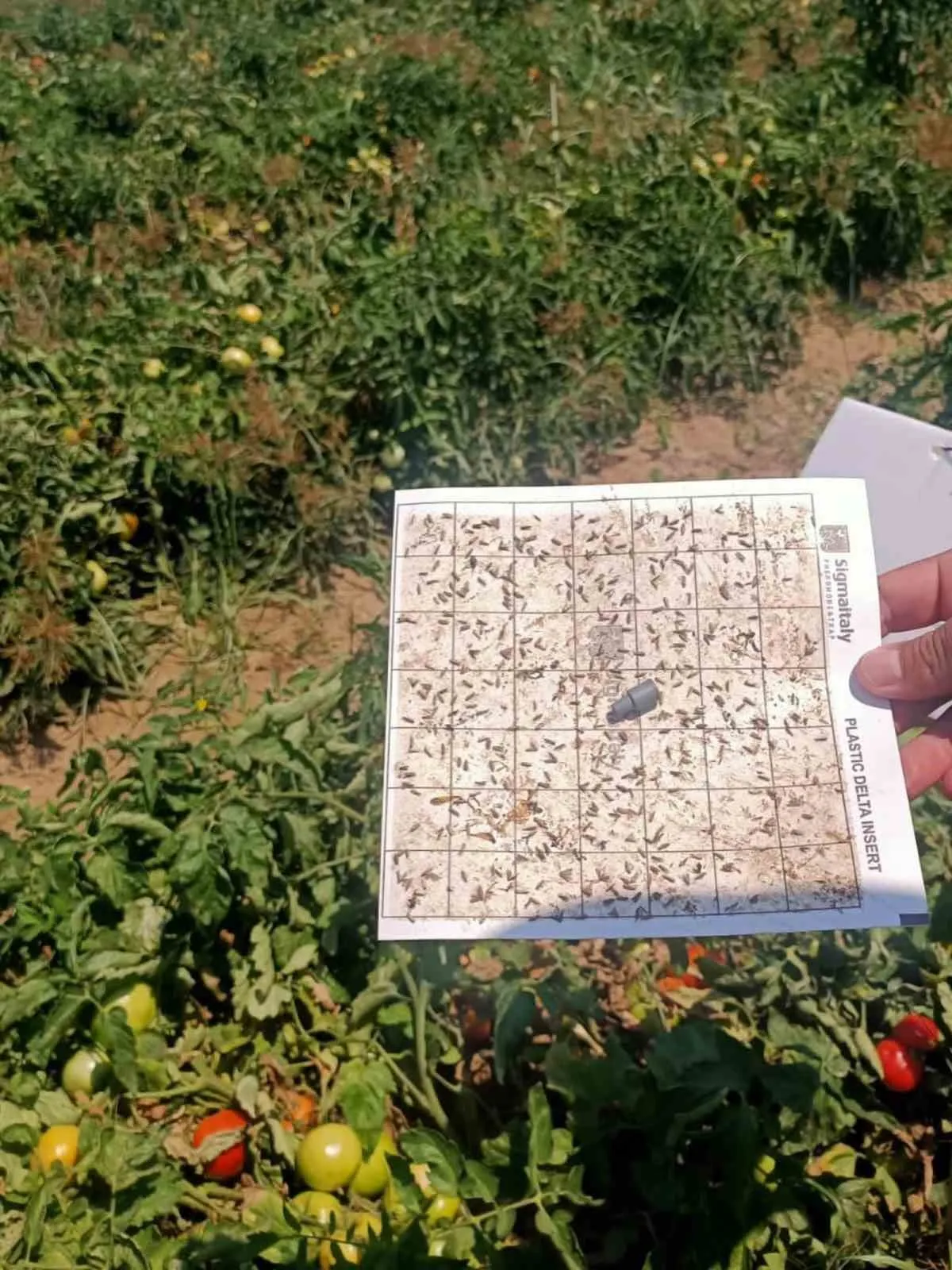 Köşk ovasında kritik mesai: Tarım ekipleri tarlaları karış karış denetledi