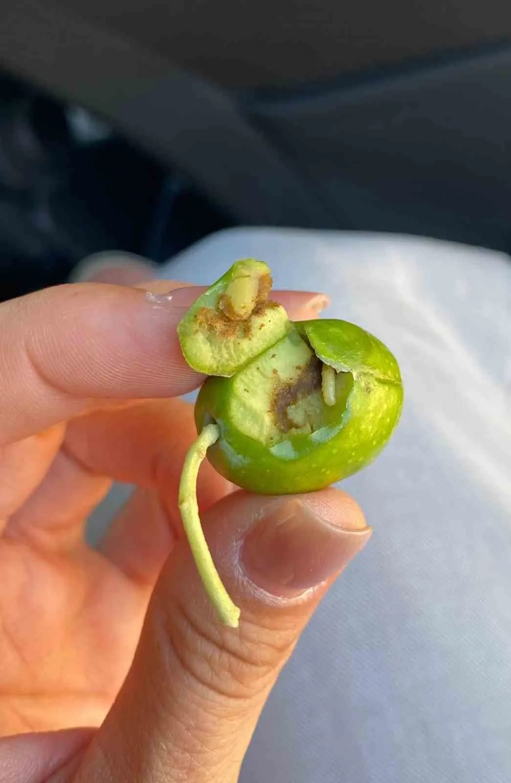 Didimli zeytin üreticilerine kritik uyarı: Hasat öncesi sinek alarmı