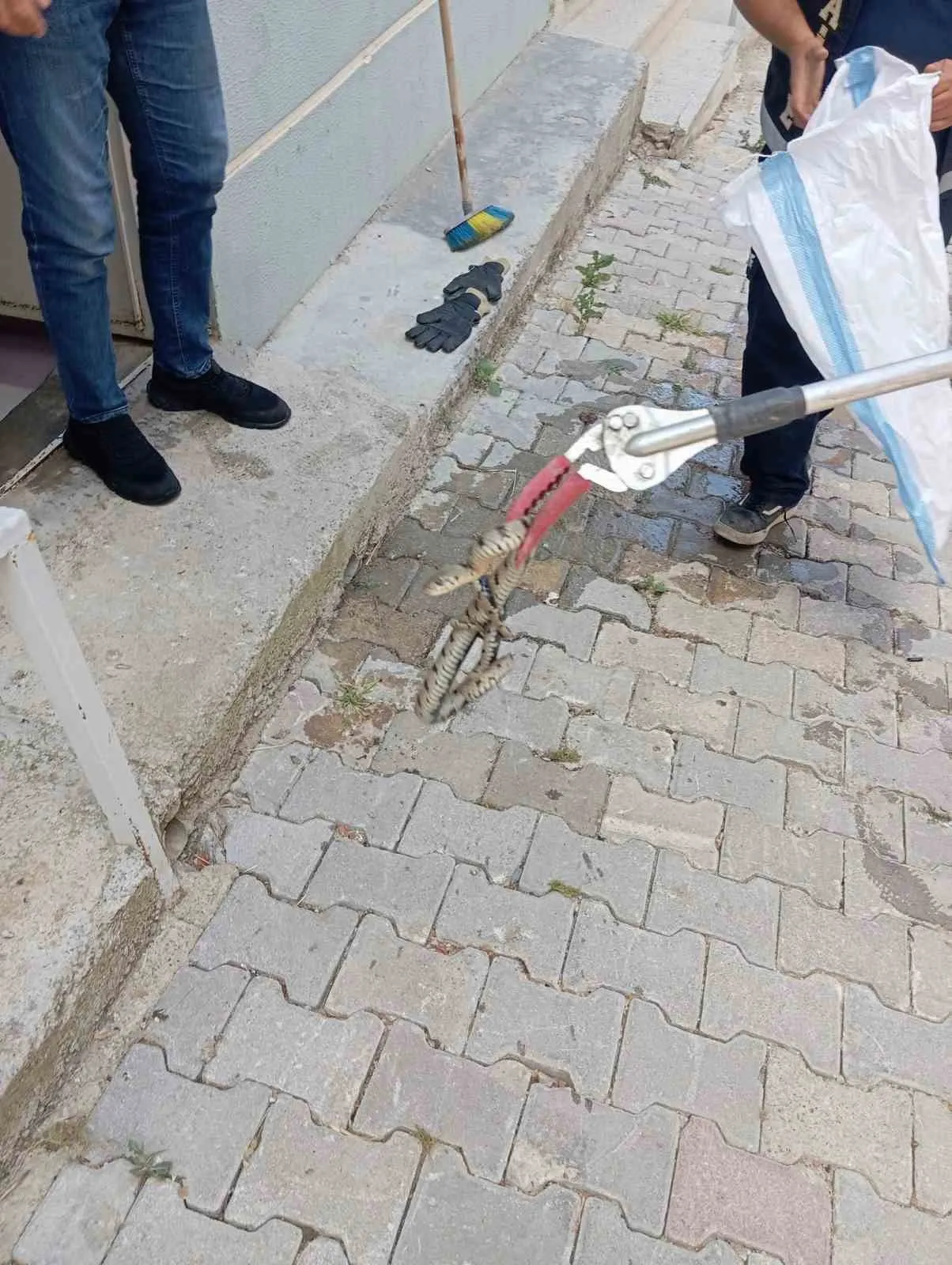 Sandıklı'da korku dolu anlar: Evin içine giren davetsiz misafir paniğe yol açtı
