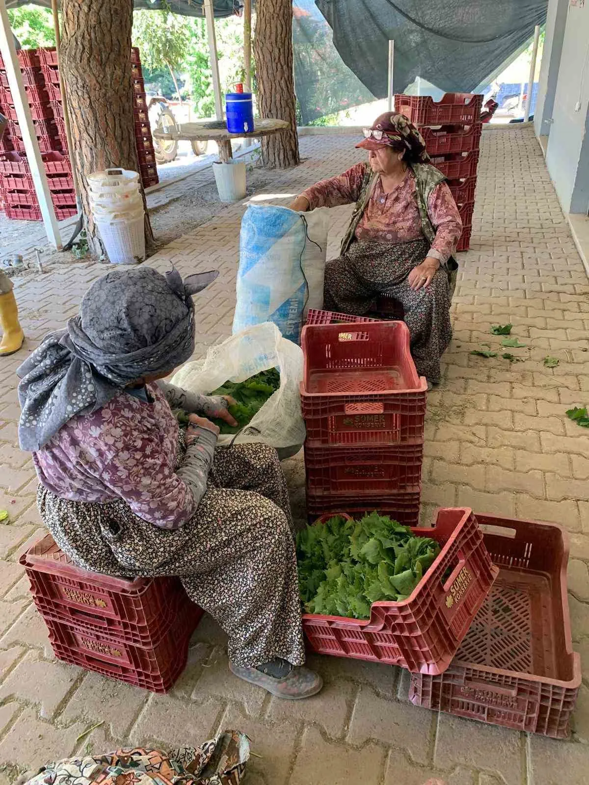 Sarıgöl'de bağlarda hareketli mesai: Yaprak fiyatlarında yeni dönem