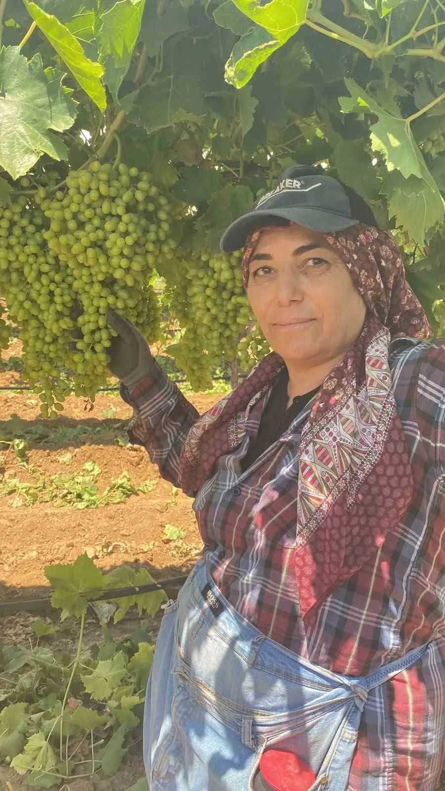 Sarıgöl bağlarında hasat heyecanı: Sultaniye üzümünde yüzler gülüyor