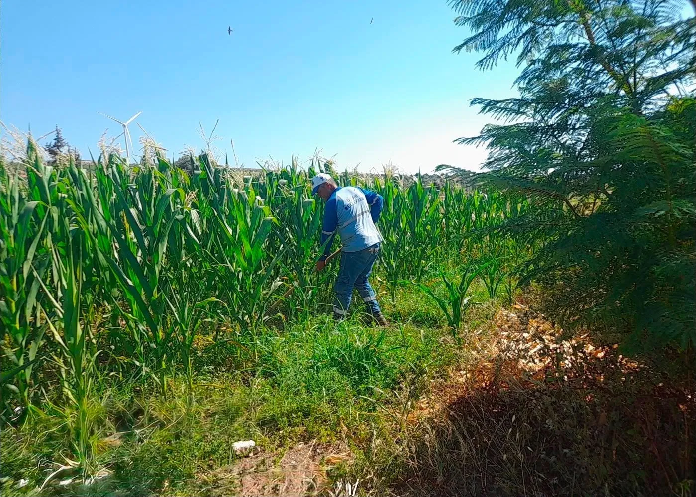 Didim'de tarımsal dönüşüm: Belediyenin fidanlığı doğanın tüm renklerini işliyor