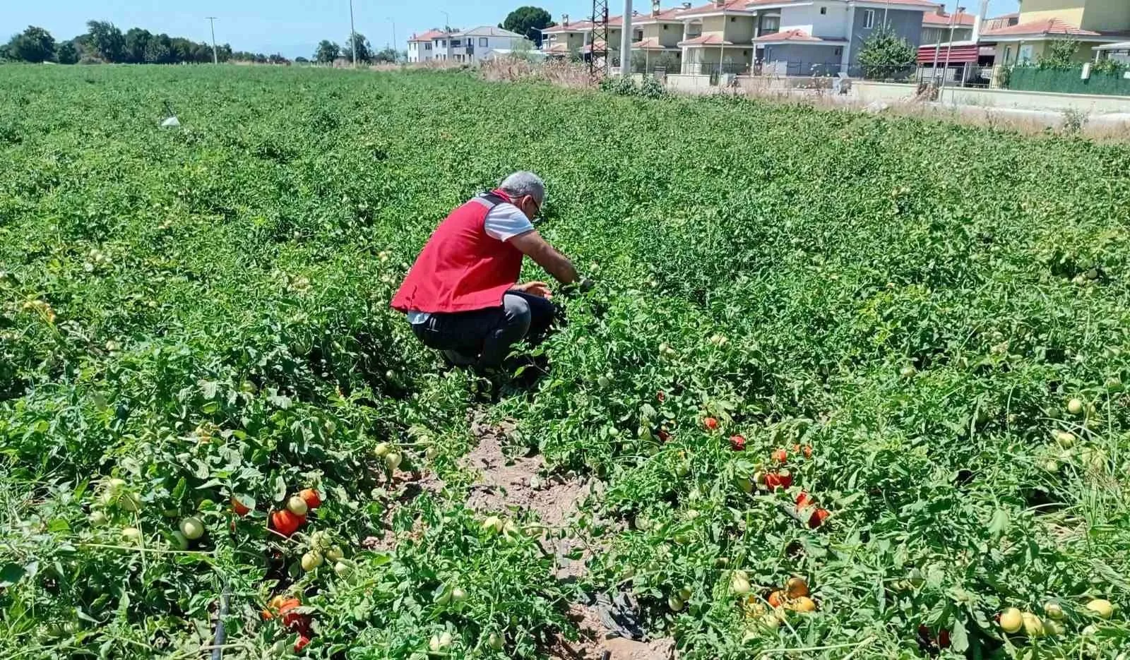 Akhisar çiftçisinin gözü kulağı sahada: Uzman ekiplerden yakın takip