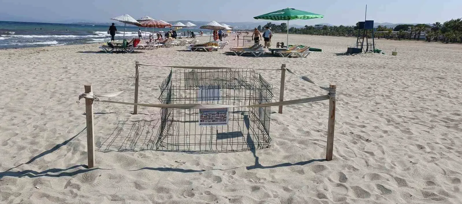 Kuşadası sahillerinde yüzleri güldüren keşif: Caretta carettalar için yeni yuvalama alanı