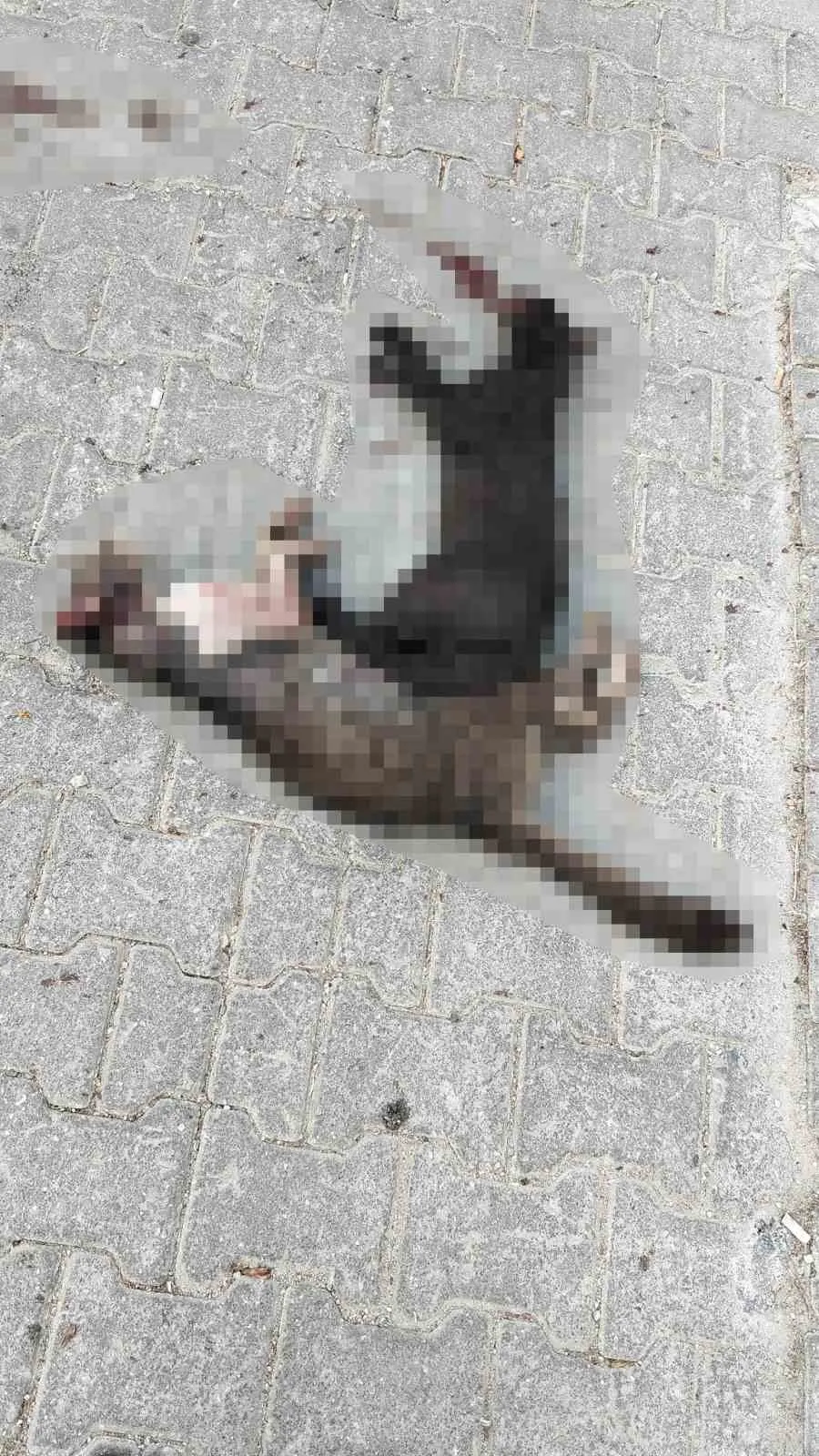 Menteşe’de vicdansızlık kamerada: İki kediyi ezip hiçbir şey olmamış gibi gitti