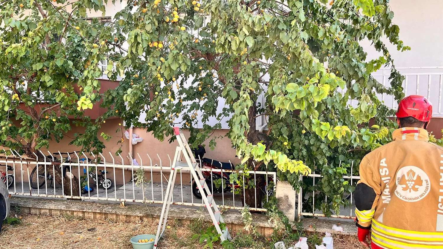 Manisa'da korkunç kaza: Kayısı toplarken demir korkuluklara saplandı