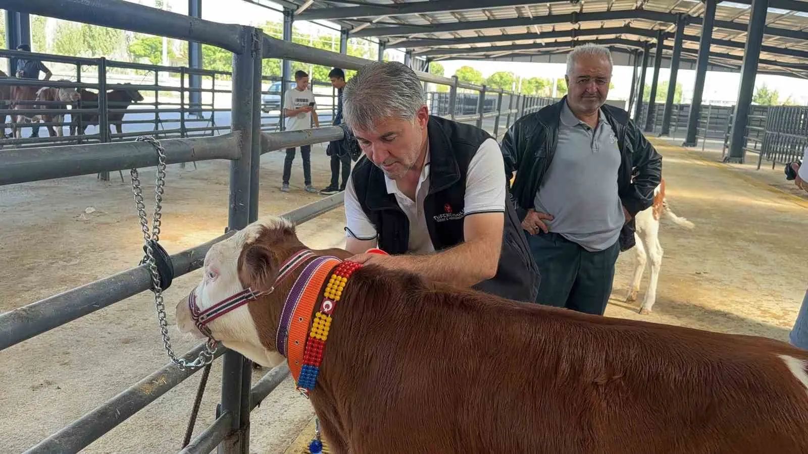 Bolvadin’in minik şampiyonu podyumda: 40 günlük buzağı herkesi kendine hayran bıraktı