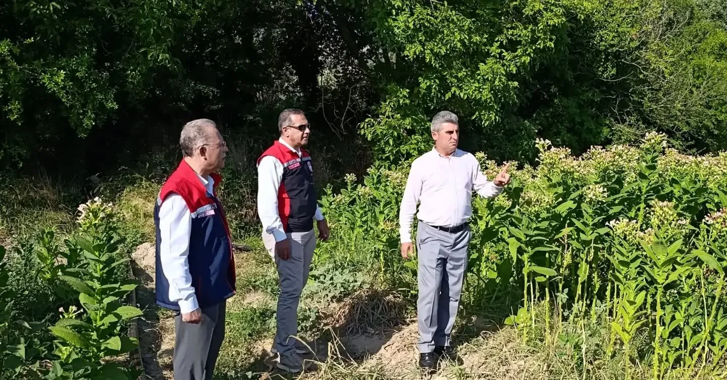 Karacasu tarlalarında hasat mesaisi: Tütün üreticisiyle sahaya indiler