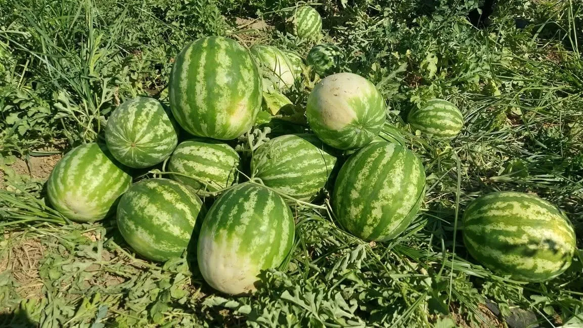 Ege'nin lezzet elçisi tarlaya indi: Cincin karpuzunda sezon bereketi