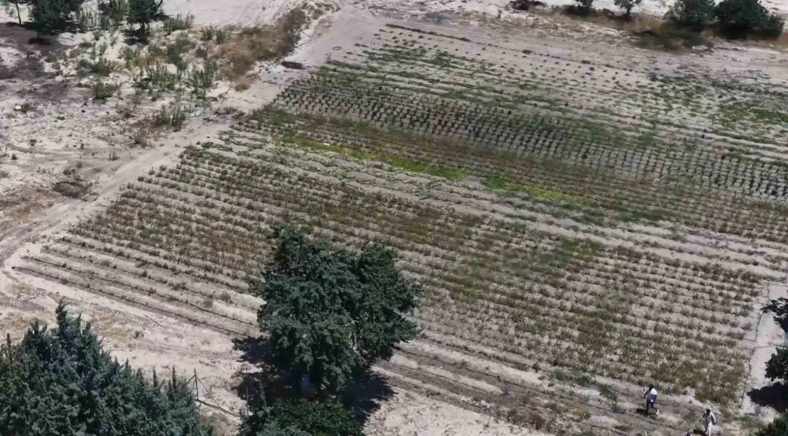 Çeşme'de ezber bozan tesis: Akademik tezini plajda gerçeğe dönüştürdü