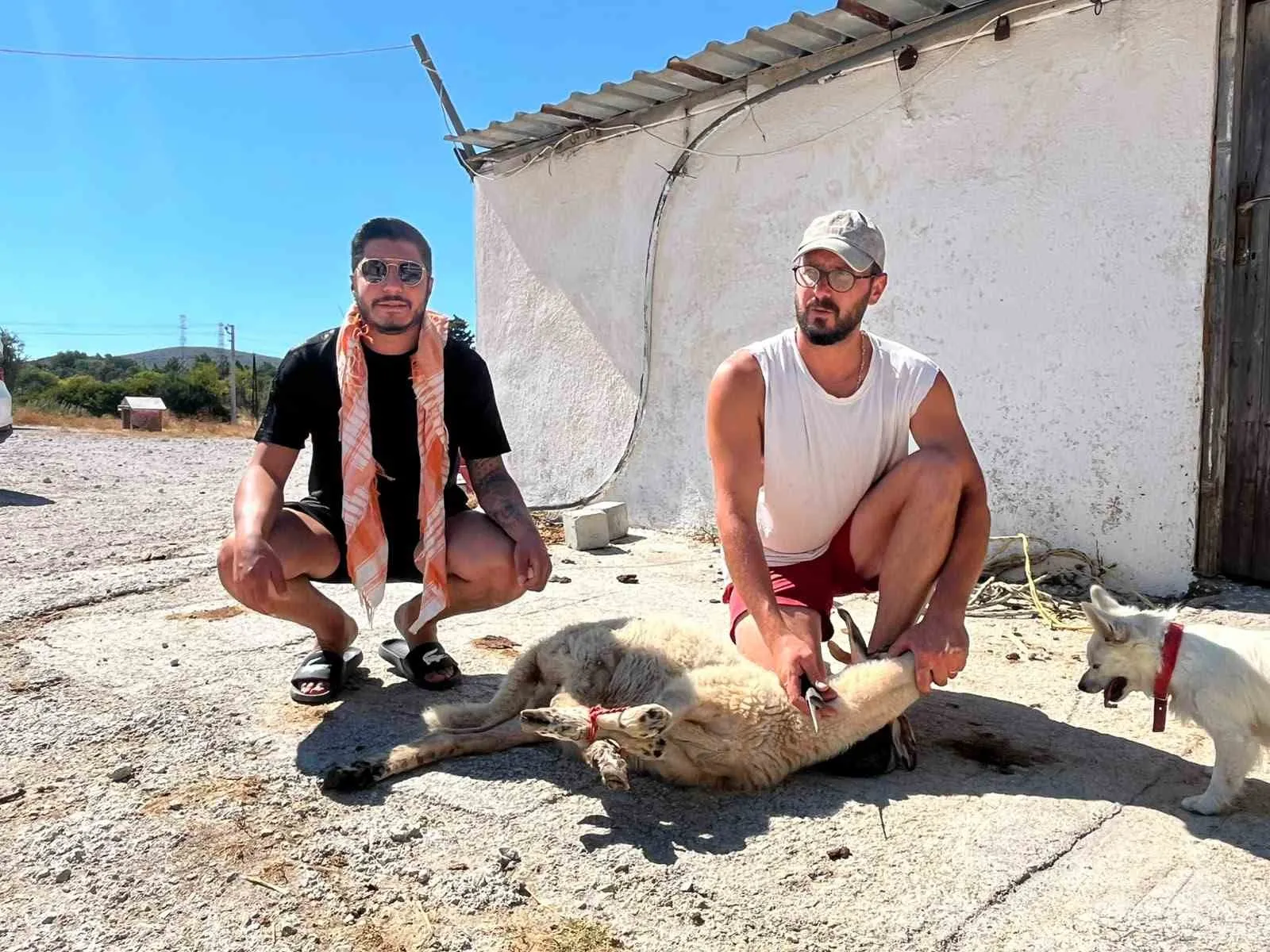 Beş yıllık pişmanlık kurbanla bitti: Ehliyetine kavuşan galerici tövbe etti