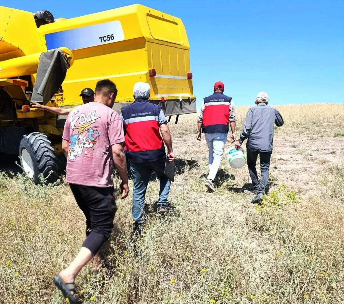 Gediz ovasında hasat mesaisi: Ürün kaybına geçit yok