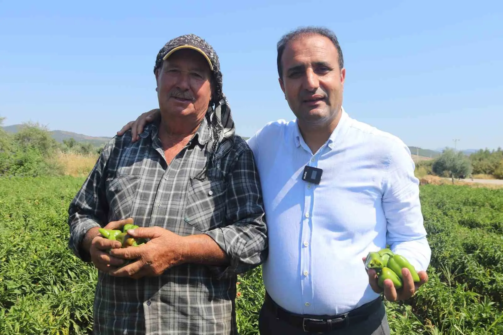 Torbalı’nın acı rekabeti: Urfa isotuna meydan okuyan lezzet hasadı başladı