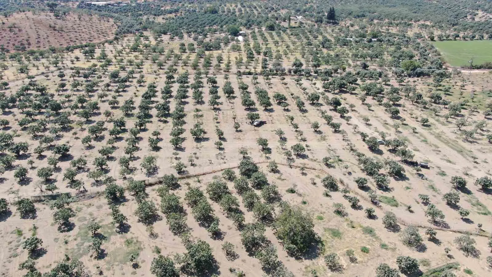 Aydın incirinde yeni dönem: Valilikten kaliteyi koruyacak sıkı kurallar
