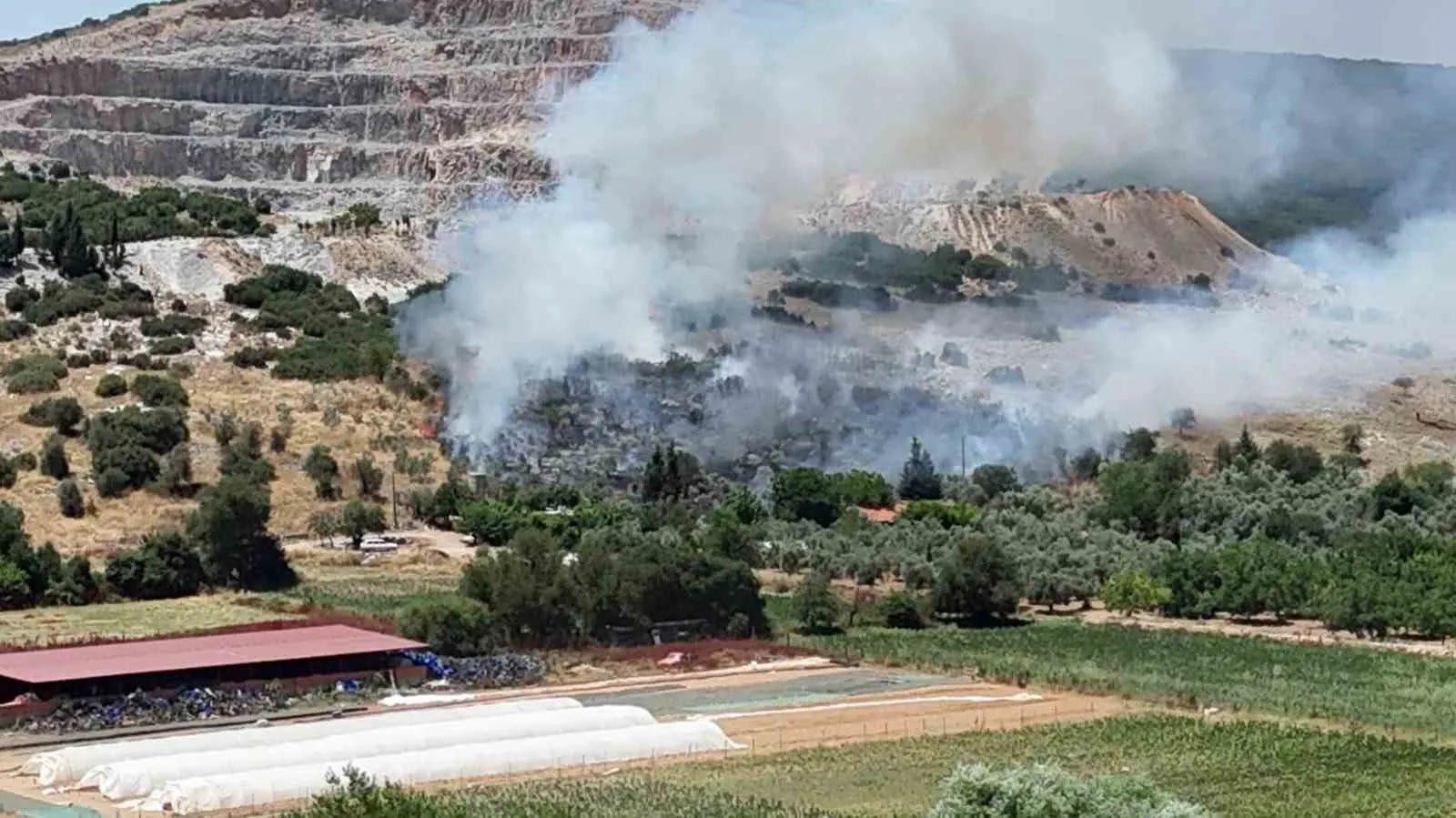 Menteşe'de alevler zeytinlikleri küle çevirdi: Ekipler seferber oldu