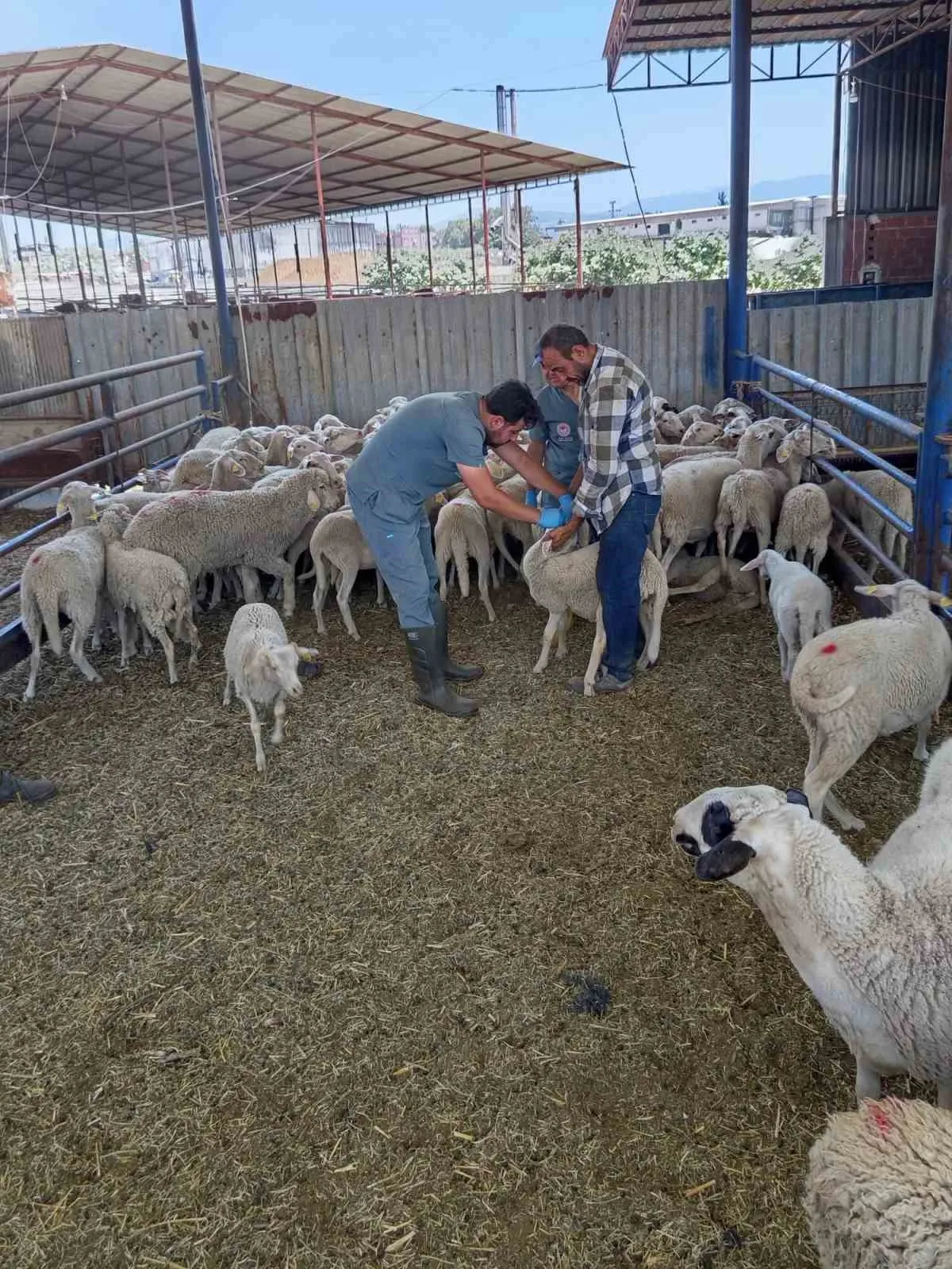 Köşk’te hayvan sağlığı için seferberlik: Kavurucu sıcağa rağmen dur durak bilmiyorlar