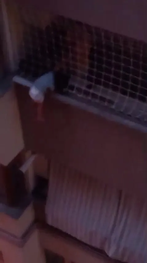 Denizli'de nefes kesen kurtarma: Balkonda asılı kalan yavrusunu bırakmadı