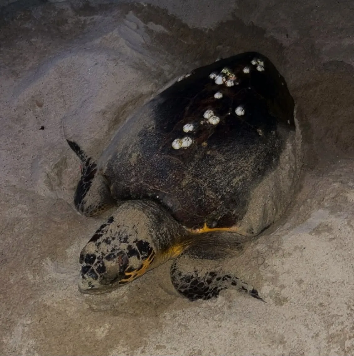 Gençlerin gece nöbeti caretta carettalara umut oldu