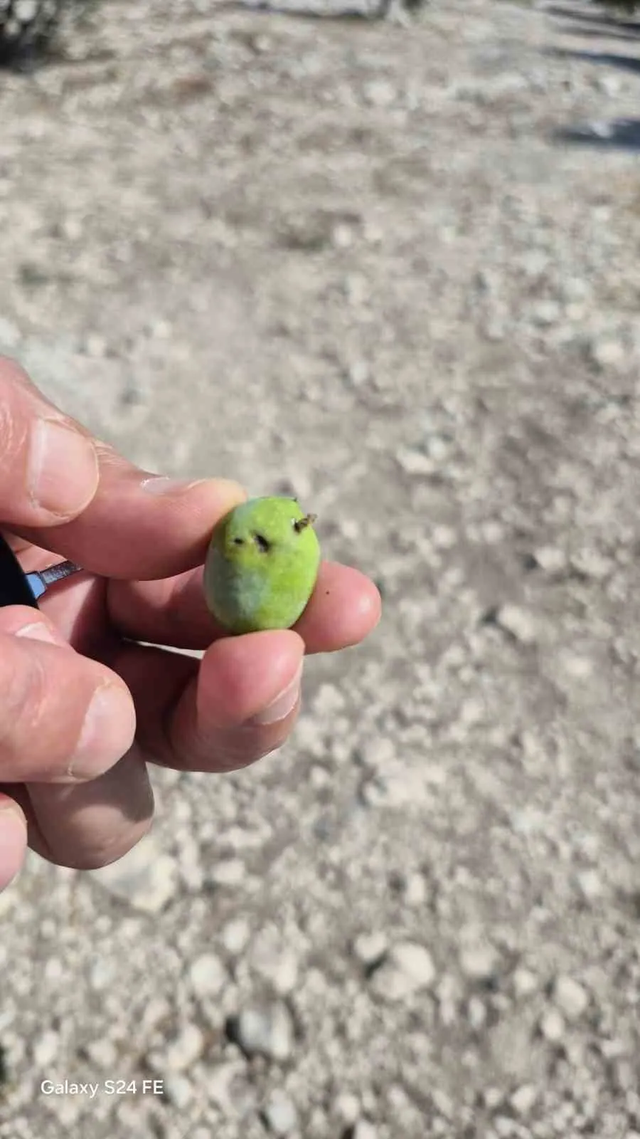 Didimli zeytin üreticilerine kritik uyarı: Hasat öncesi sinek alarmı